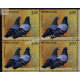 India 2010 Pigeon And Sparrow Pigeon Mnh Block Of 4 Stamp