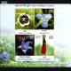 India 2013 Wild Flowers Of India 4 Stamps 2 3 Mnh Miniature Sheet