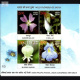 India 2013 Wild Flowers Of India 4 Stamps 3 3 Mnh Miniature Sheet