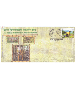 India 2020 Special Cover Of The Indian Spotted Chevrotain Moschiola Meminna From Someshwara Karnataka