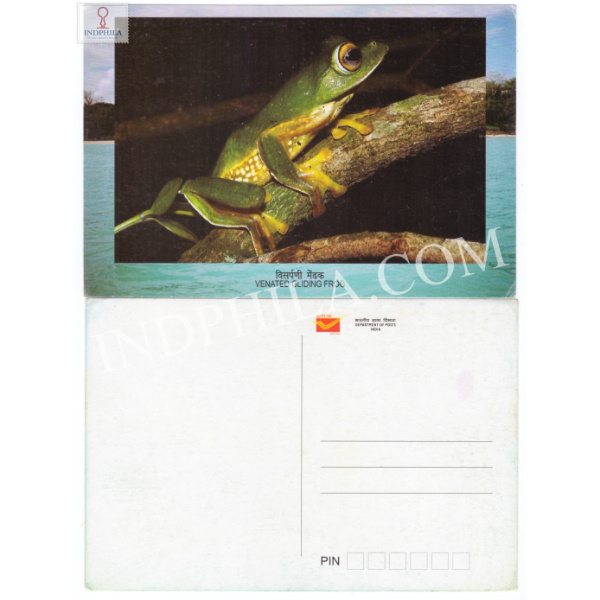 Picture Post Card of Venated Gliding Frog