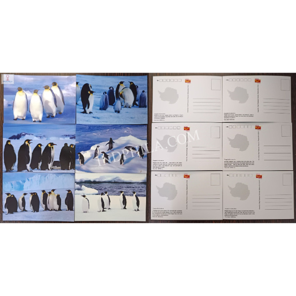 Set of 6 Picture Post Card of Penguins in Antarctica